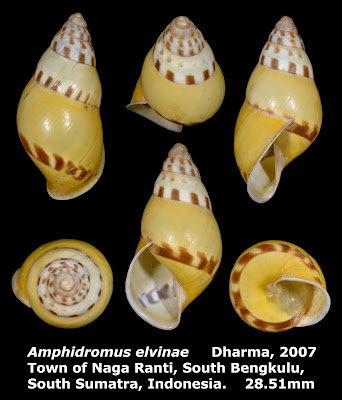 Amphidromus elvinae 28.51mm