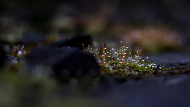 One Glorious Morning Annie, Japaud Nature Photography, macros, moss, fantastic light, nature