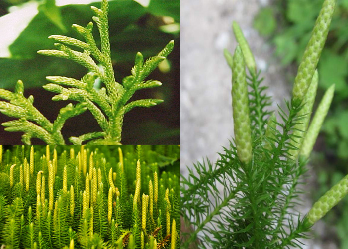 Lycopodium Symptoms, Uses, Side Effects and More ! Lycopodium 200