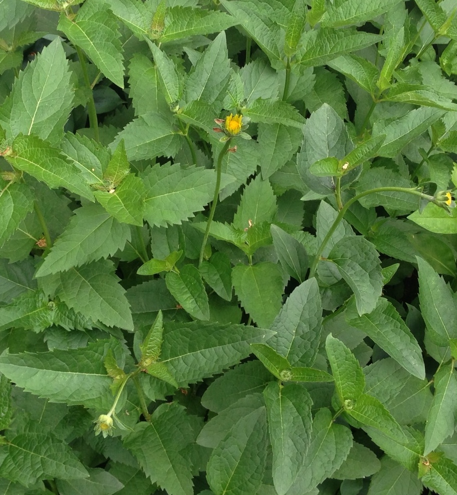A Student Gardener FOLIAGE MYSTERIES plant identification