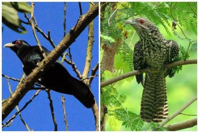 Download Mp3 Suara Misteri Burung Tuwu Nyaring Gemar Ternak Dan