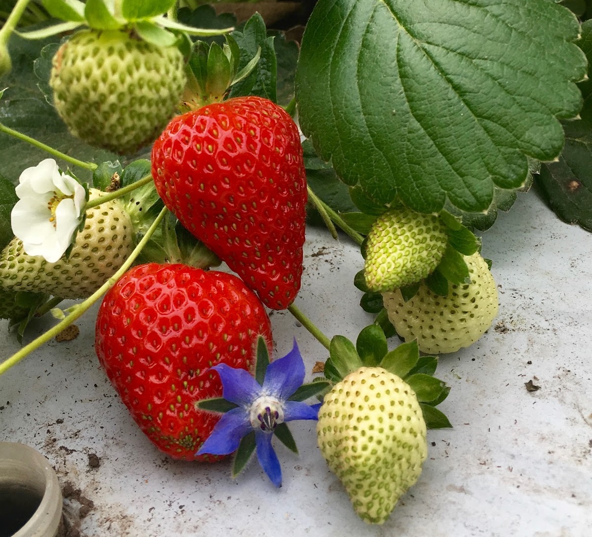 Developing an Annual Day-Neutral Strawberry System with Mulches