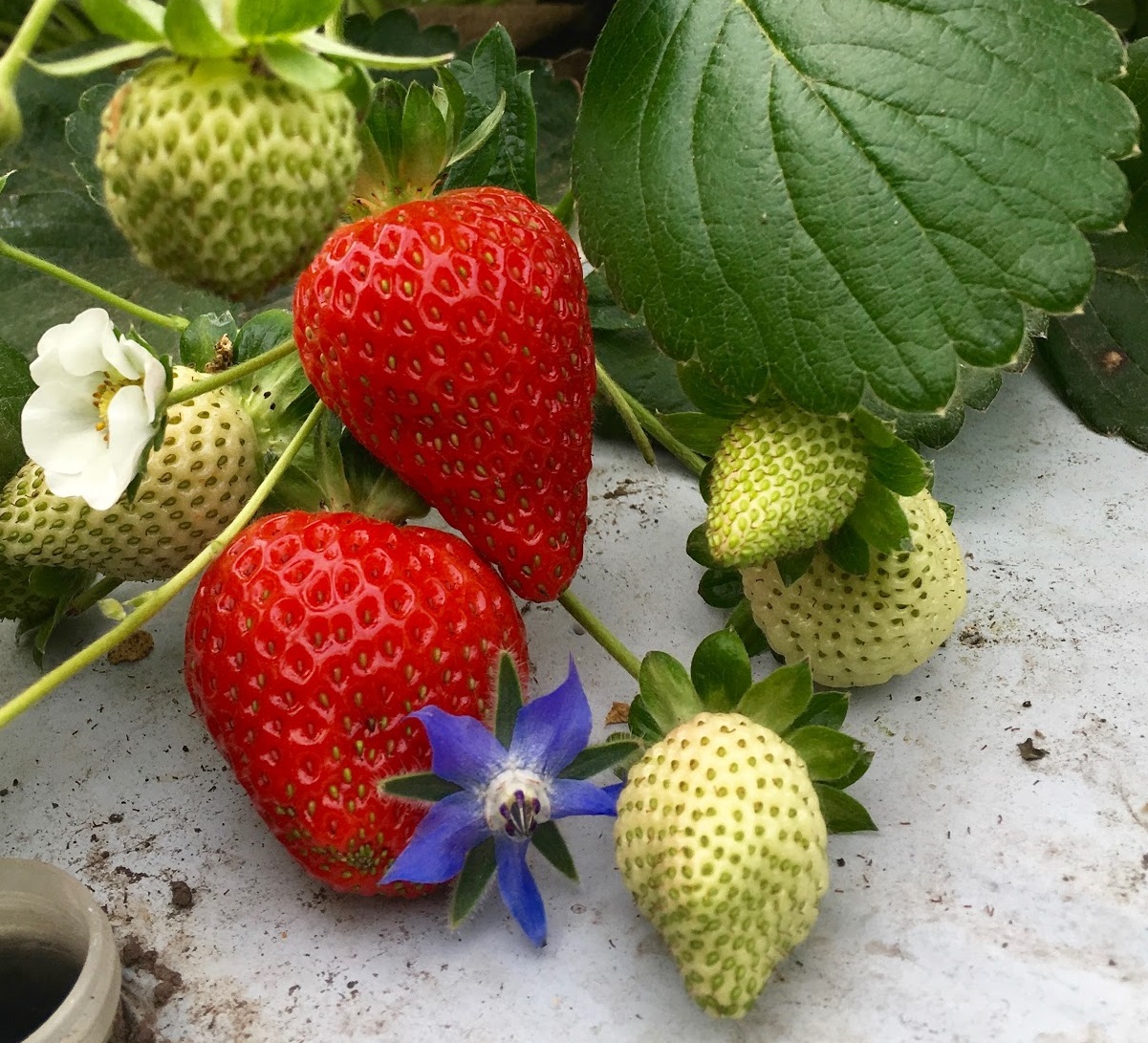 Developing an Annual DayNeutral Strawberry Planting Developing an Annual DayNeutral Strawberry Planting