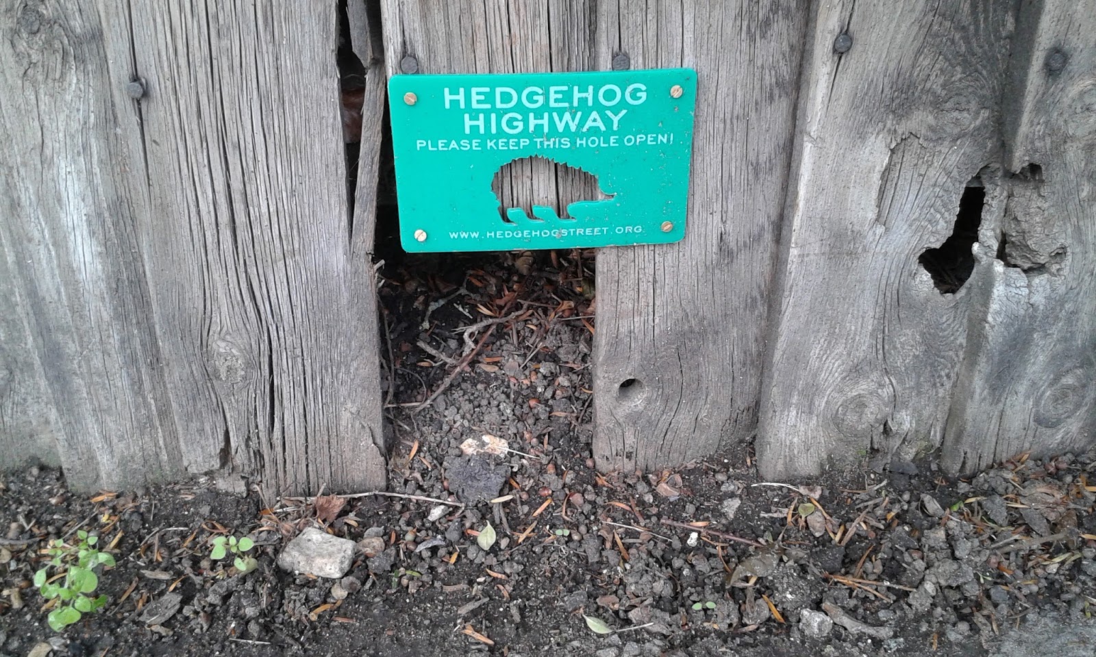 Vraie fiction Hedgehog Highway