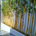 Cara Budidaya Tanaman Hias Bambu Kuning