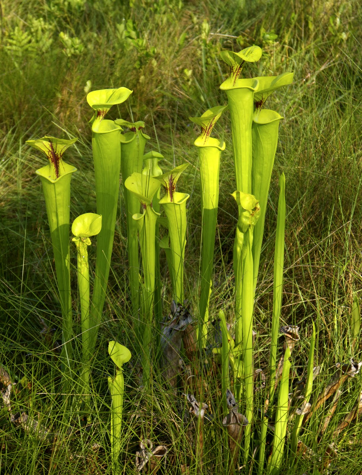 My postcard Green Swamp Preserve in Brunswick County, North Carolina