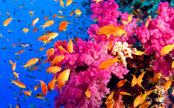 coral reef reefs fish barrier sea pretty colorful pink corals tropical colour underwater colors florida ocean neon colored plant animal