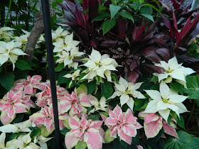 white and pink poinsettias with purple dracaena at allan gardens christmas flower show 2012 by garden muses: a toronto gardening blog