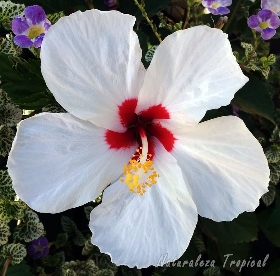 Variedad blanca con centro rojo de la flor de un Hibisco, género Hibiscus