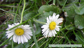 Fleurs d avril