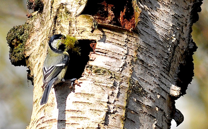 BBC - Autumnwatch Blog: How and where to see rooks roosting