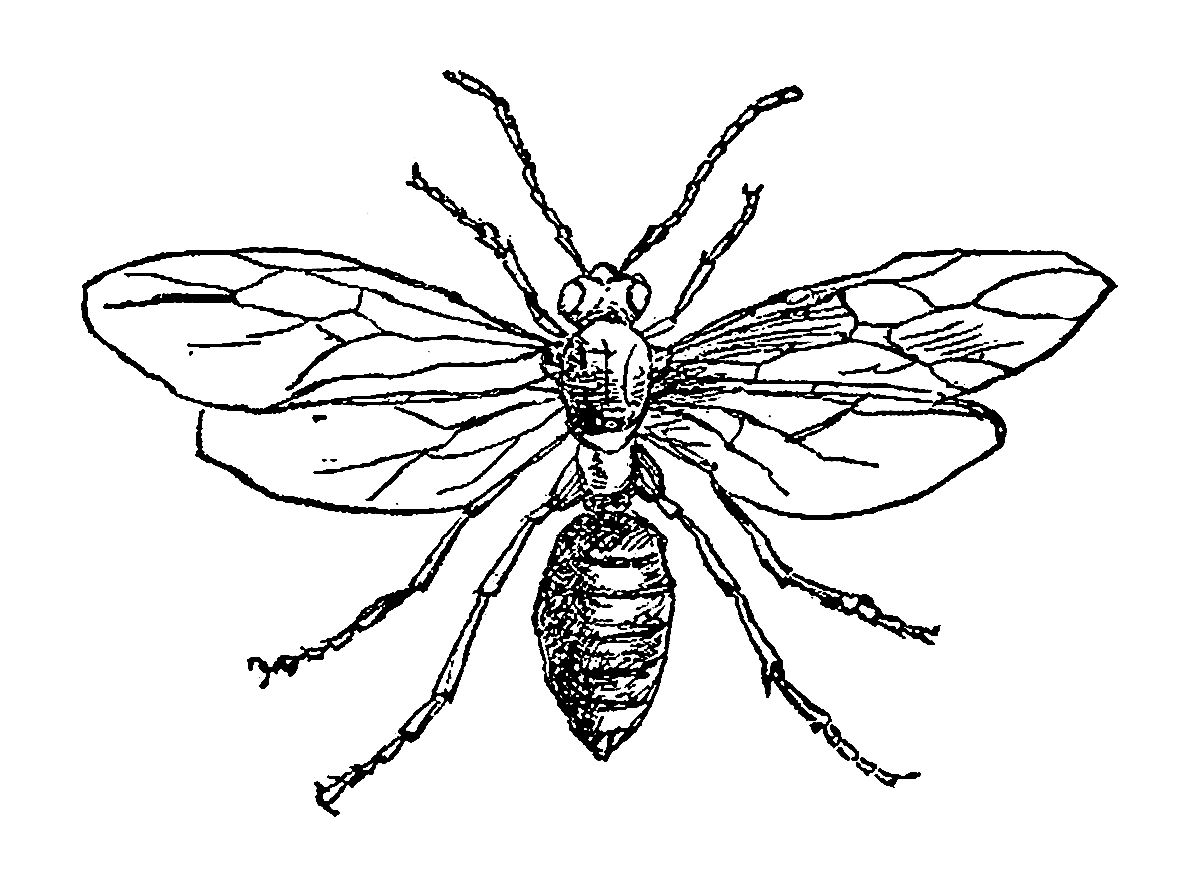 insect drawings clip art - photo #48