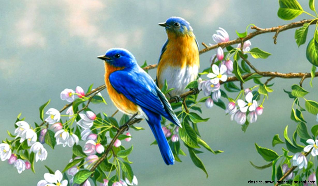 Bird HD Wallpapers Free Download For Desktop