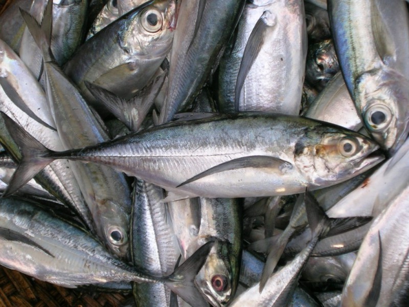 Buying Fresh and Frozen Horse Mackerel Whole Round Horse Mackerel Fish, Horse Mackerel Frozen