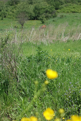 LUNEA FLORILOR