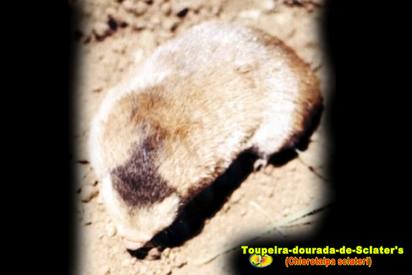 Mamíferos ToupeiradouradadeSclater's (Chlorotalpa sclateri)