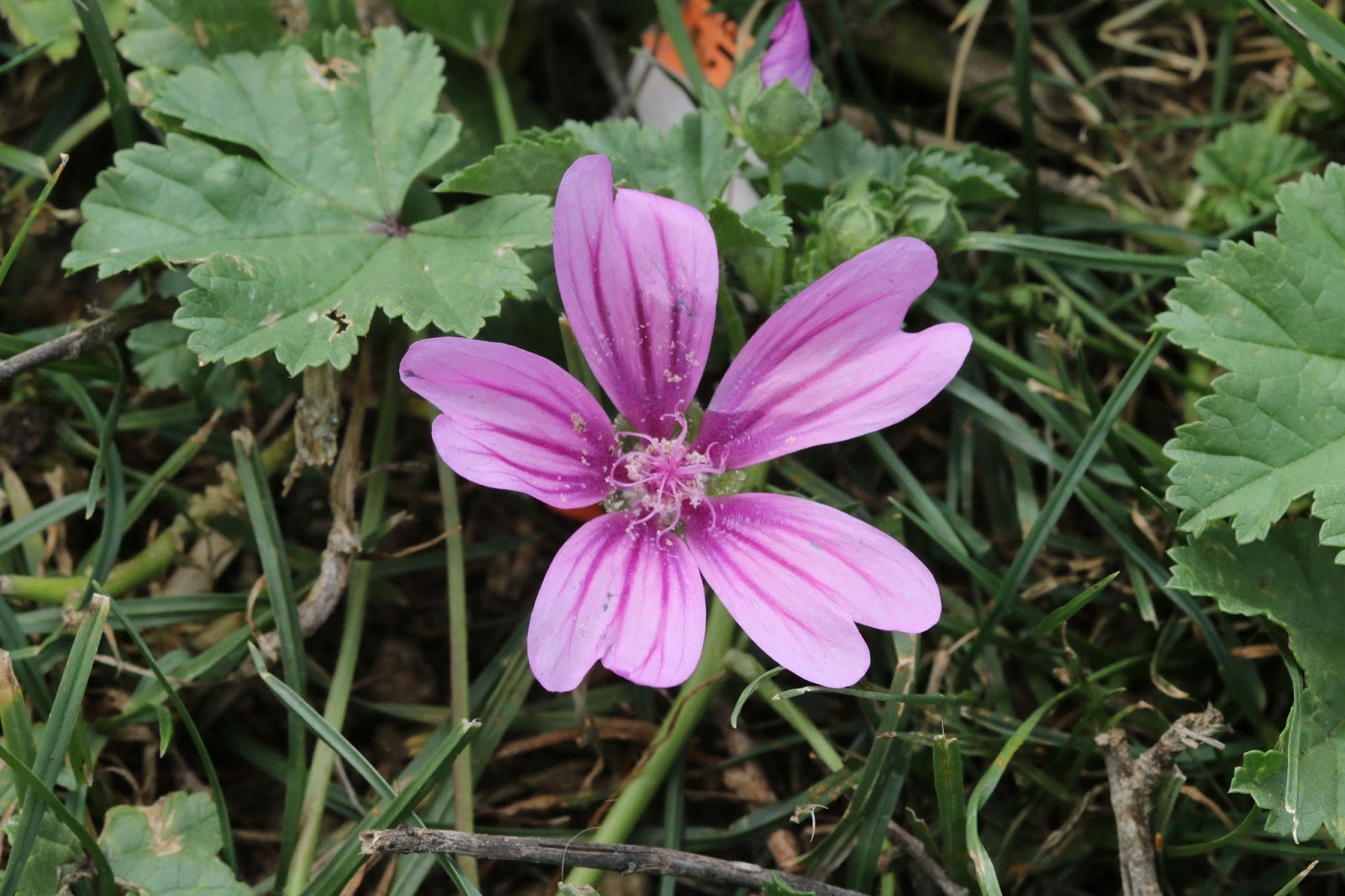 EL BLOG DE CHICHO MALVA SYLVESTRIS. malva mayor o malva común.