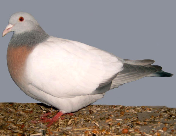 coburg lark pigeon, coburg lark pigeons, about coburg lark pigeon, coburg lark pigeon appearance, coburg lark pigeon breed, coburg lark pigeon breed info, coburg lark pigeon breed facts, coburg lark pigeon care, caring coburg lark pigeon, coburg lark pigeon color, coburg lark pigeon characteristics, coburg lark pigeon facts, coburg lark pigeon for meat, coburg lark pigeon history, coburg lark pigeon info, coburg lark pigeon images, coburg lark pigeon meat, coburg lark pigeon origin, coburg lark pigeon photos, coburg lark pigeon pictures, coburg lark pigeon rarity, raising coburg lark pigeon, coburg lark pigeon rearing, coburg lark pigeon size, coburg lark pigeon temperament, coburg lark pigeon tame, coburg lark pigeon uses, coburg lark pigeon varieties, coburg lark pigeon weight