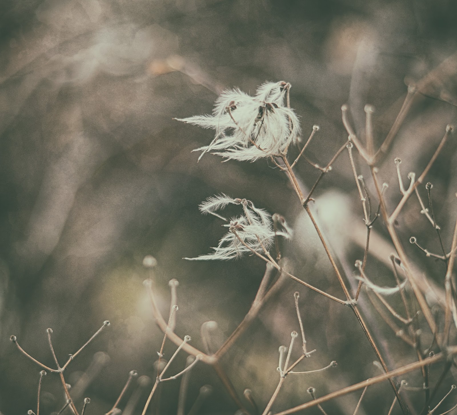 Wo Stille wohnt und Glanz...: Wir sind verlorener,...