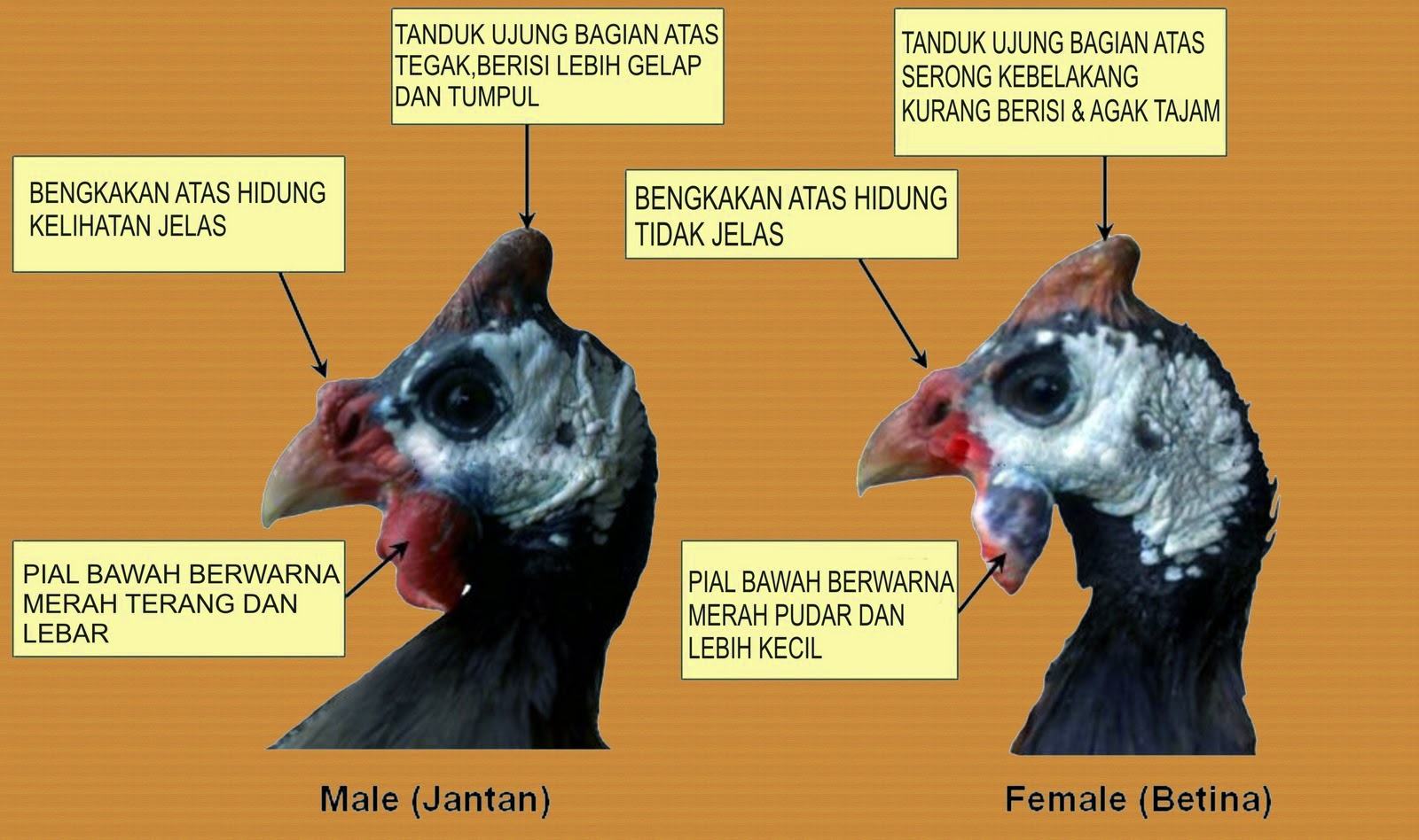 Perbedaan Ayam Mutiara Jantan dan Betina