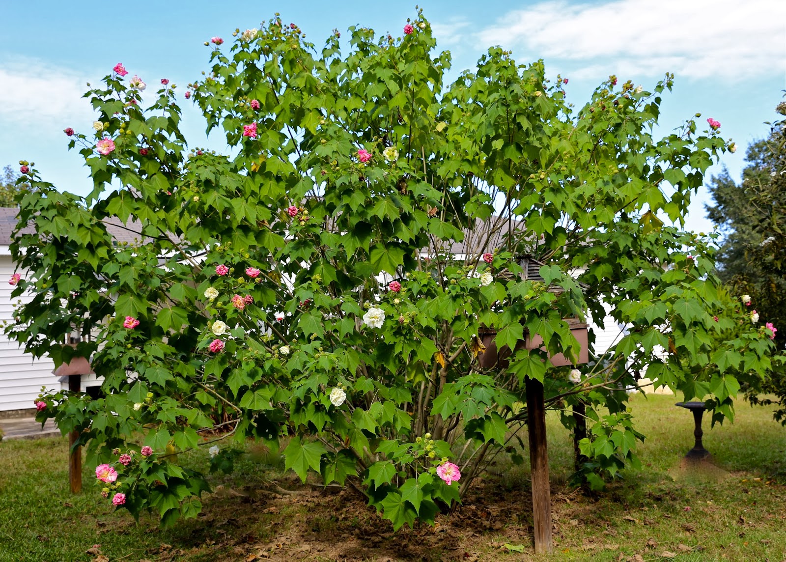 Sweet Southern Days Another Confederate Rose