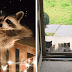 40 Sweet Pictures Of Animals Saying 'Hi' That Will Make You Grin From Ear to Ear!