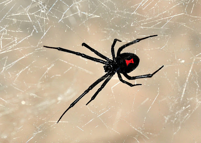 Black Widow hindi Black Widow hindi