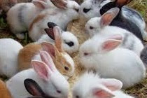 Klasifikasi dan morfologi ternak kelinci, mengenal tentang jenis jenis ternak kelinci 