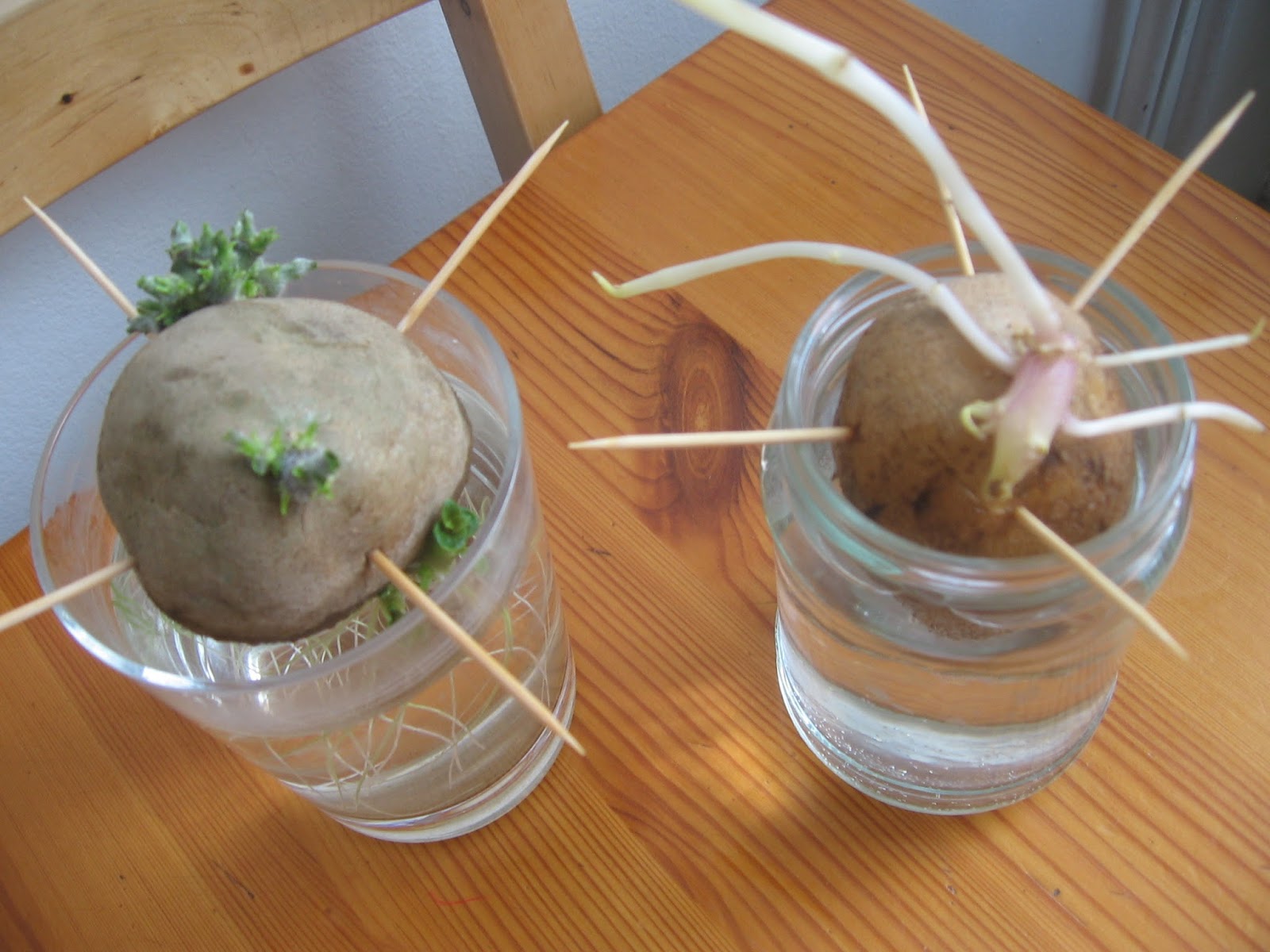 Frajda Przyrodnika: Ziemniak z parapetu