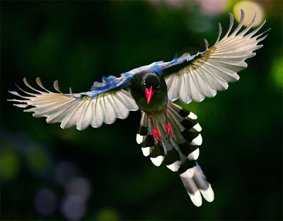 aves-del-paraiso-birds-of-the-paradise