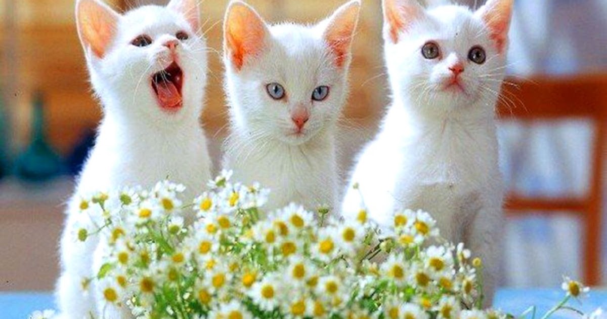 Cute Cat Wallpapers Kitten | Wallpapers Gallery