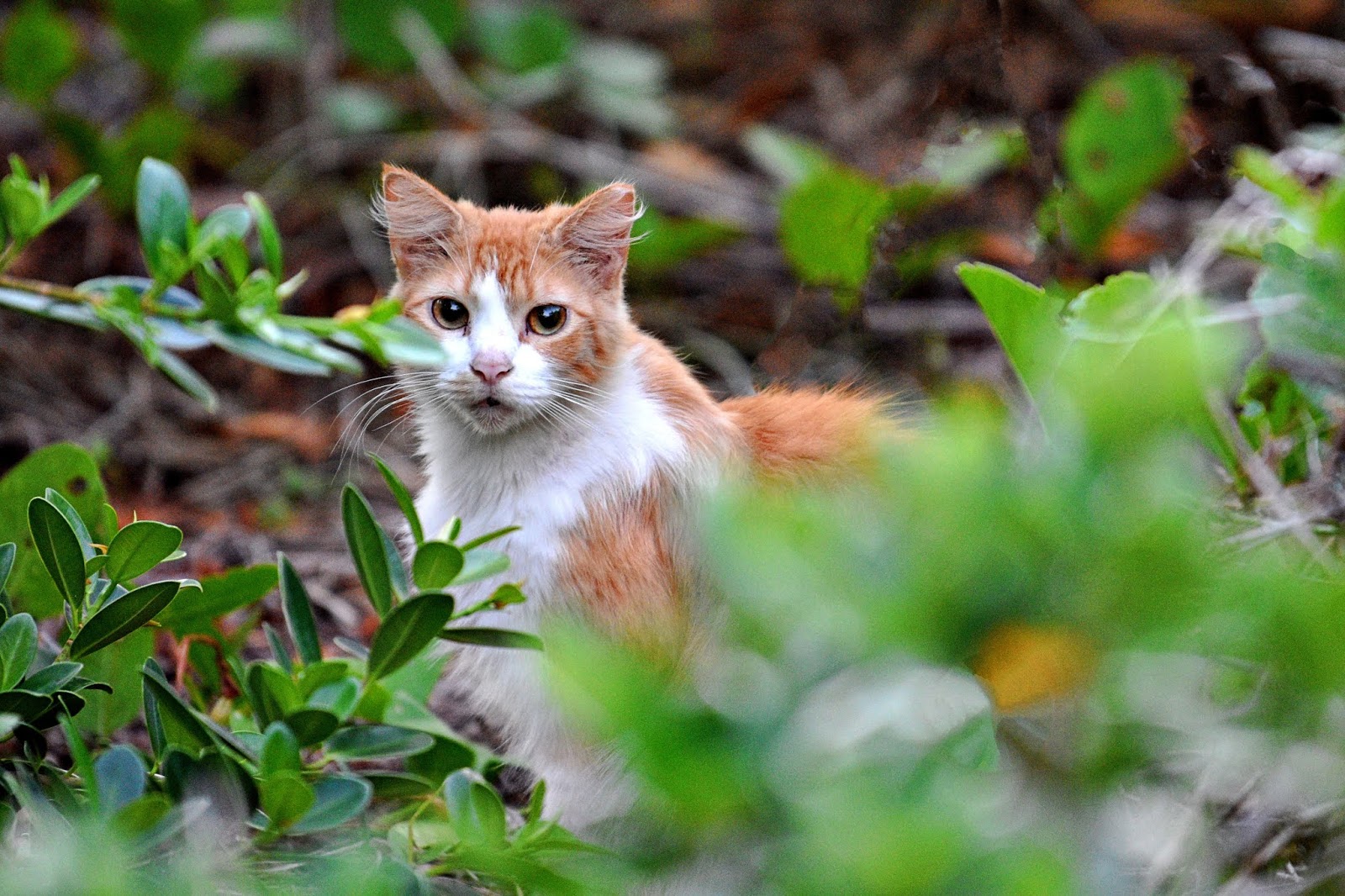 Den'sphotogallery: Feral Cats (My Favorites)