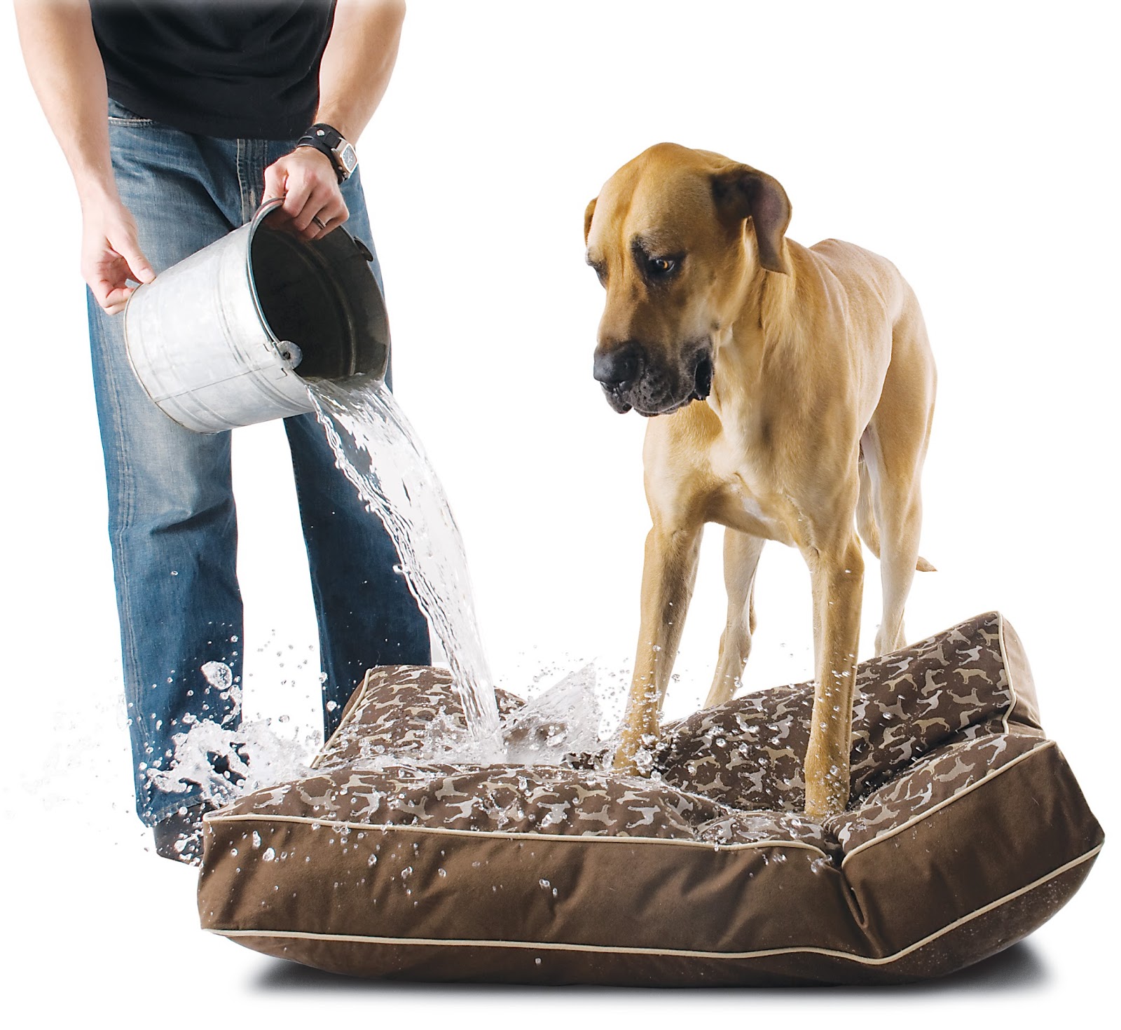 Pet cleaning. How to clean Dog Bed. 5 Tips for Cleaning up Pet hair иконка.