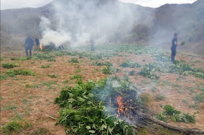 Destruyen plantío de 54 toneladas de mariguana en Álamos