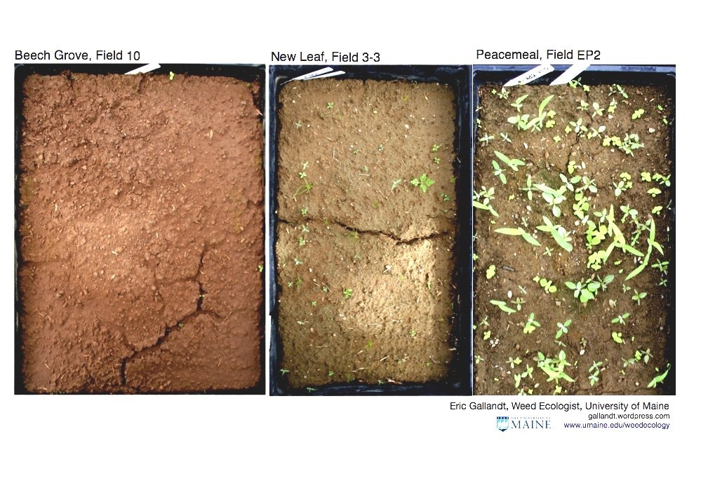 Soil Seed Bank Weed Seed Bank