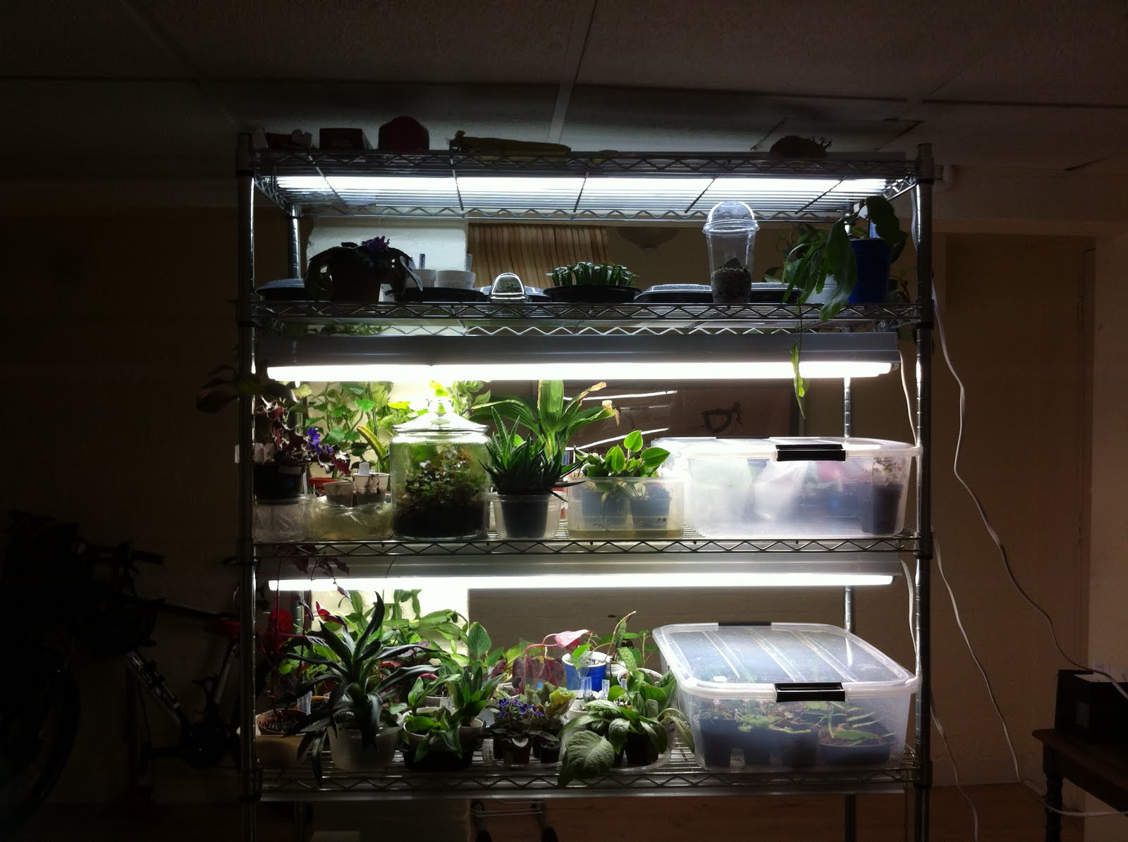 October 2011 ~ The Indoor Garden(