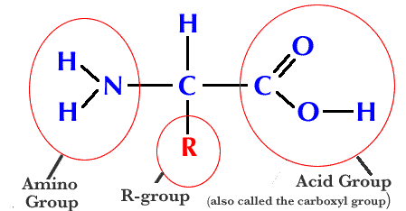 The BioLogs: CAPE 1: Proteins