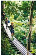 Flight of the Gibbon: Swaying over the treetops