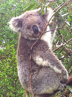 Koala Conservation Centre,   Phillip Island