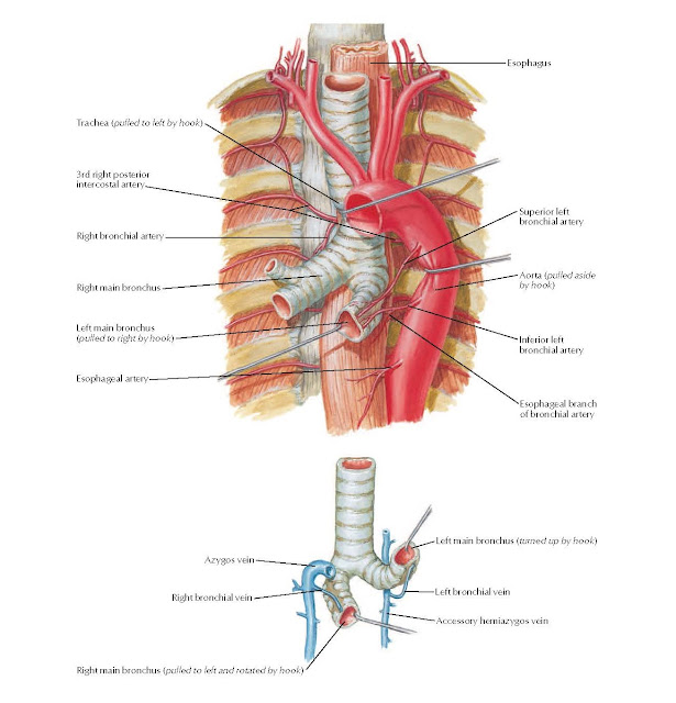 Bronchial Arteries and Veins Anatomy  Trachea (pulled to left by hook), 3rd right posterior intercostal artery, Right bronchial artery, Right main bronchus, Left main bronchus (pulled to right by hook), Superior left bronchial artery, Aorta (pulled aside by hook), Inferior left bronchial artery, Esophageal branch of bronchial artery, (turned up by hook), Azygos vein, Right bronchial vein, Right main bronchus (pulled to left and rotated by hook), Accessory hemiazygos vein.