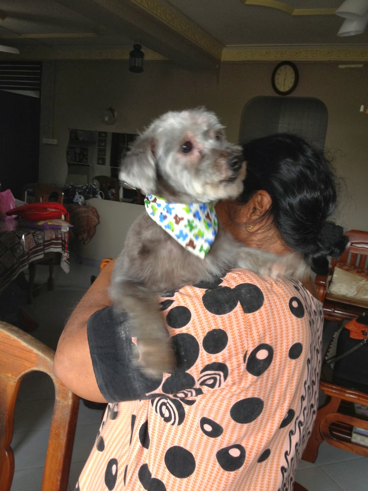 House call / Mobile Dog Grooming at your home / Personalized Pet