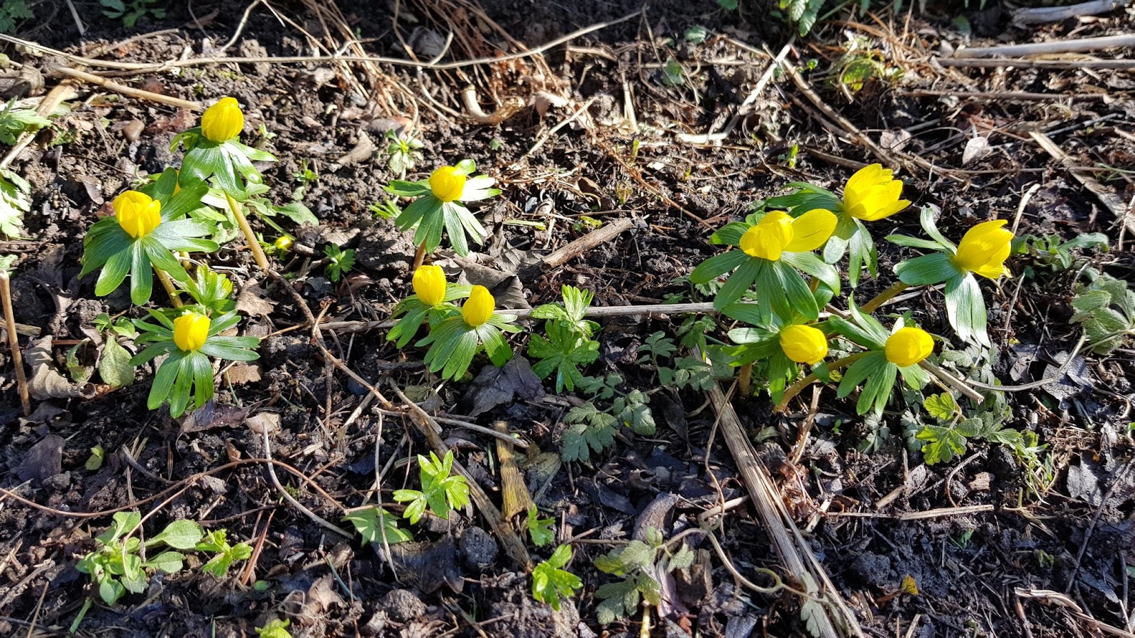 Filz Faden Nachtrag Der Garten Im Februar 2018