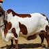 Beautiful Animal Cow Wallpapers HD