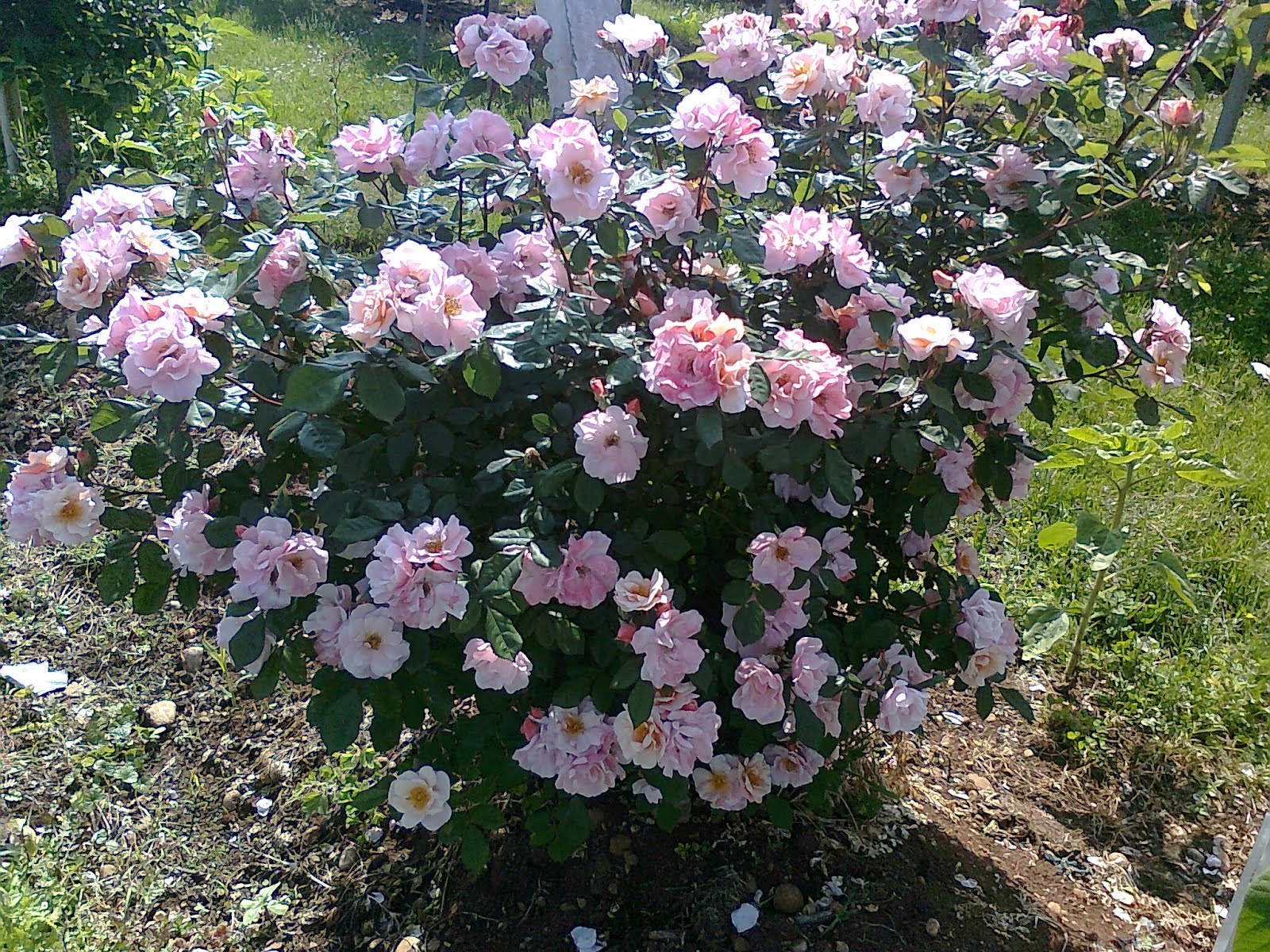 era la mattina di natale...: Maggio mese delle rose..