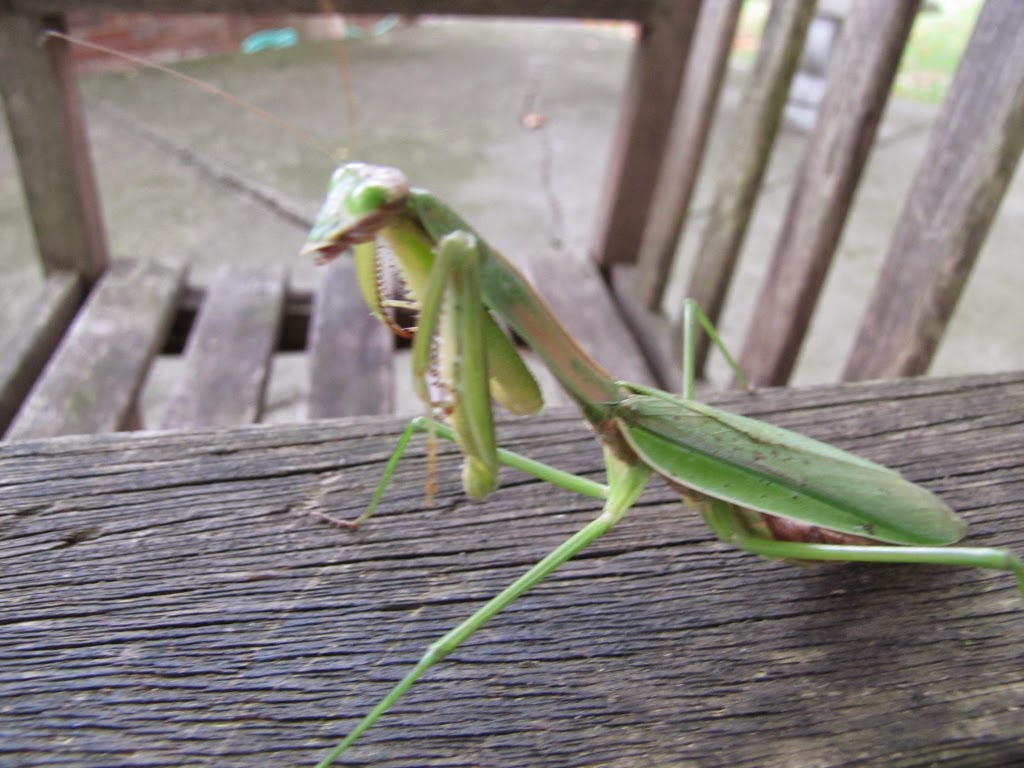 Pinehaven Farmersville, Ohio The Praying Mantis