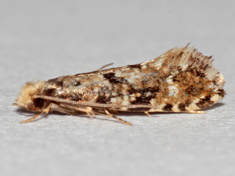 Different Species Of Clothes Moths
