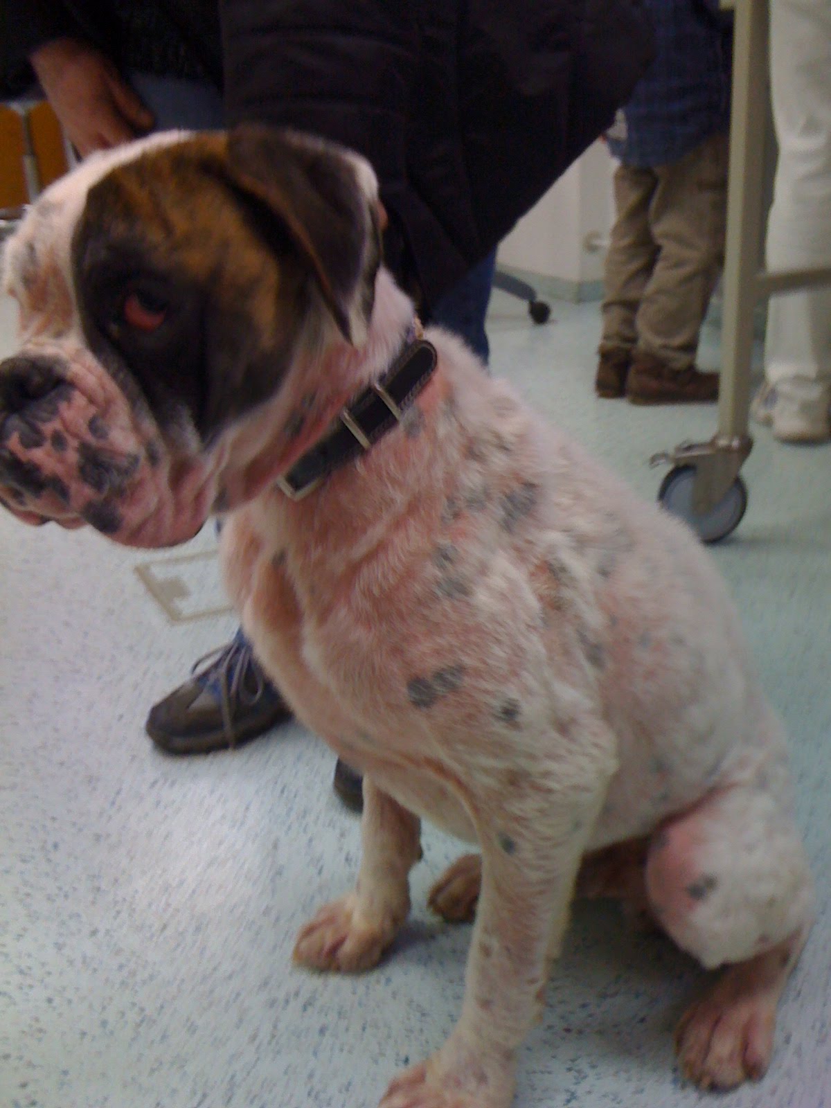 TiS Tagebuch Rom hat Demodex Milben