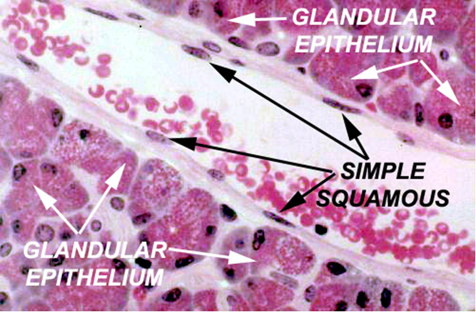 JARINGAN EPITEL HEWAN ~ Materi Belajar Online