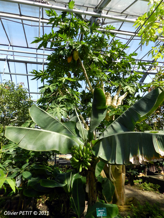 VILLERS-LES-NANCY (54) - Les serres du jardin botanique du Montet-Nénuphars géants d'Amazonie-Bananier d'Asie et papayer