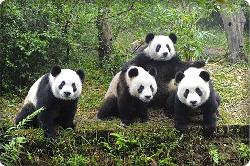 أجمل 10 مناطق للحياة البرية